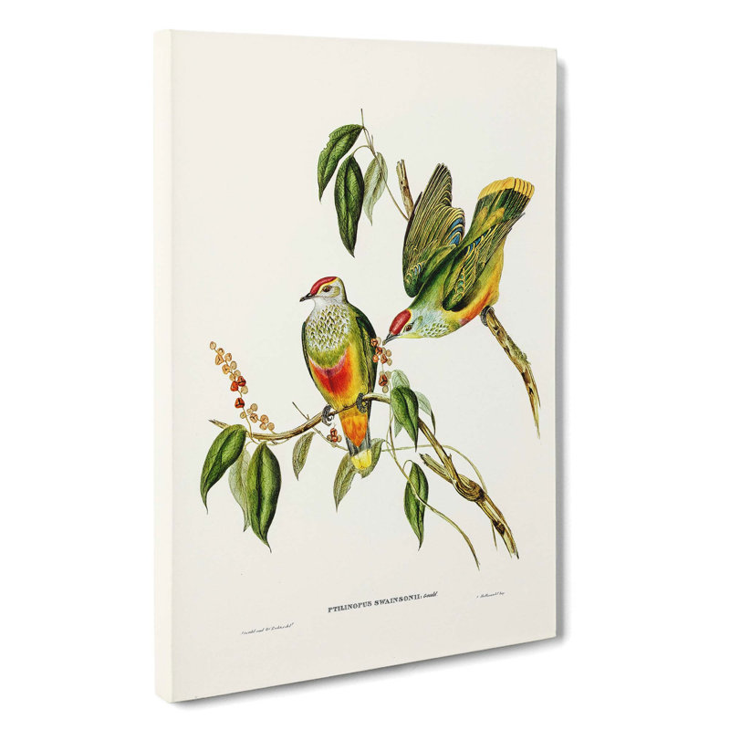 Swainson's Fruit Pigeons by Elizabeth Gould - Wrapped Canvas, 50cm H x 35cm W x 3cm D