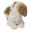 Mère et bébé Shih Tzu
