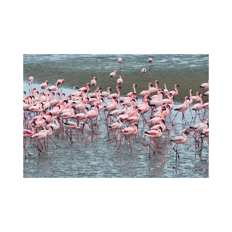 Flamingos, Walvis Bay, Erongo Region, Namibia by Keren Su - Wrapped Canvas Print, 101.6 cm H x 66.04 cm W