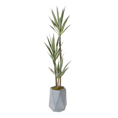 Plante en pot 6 'Yucca