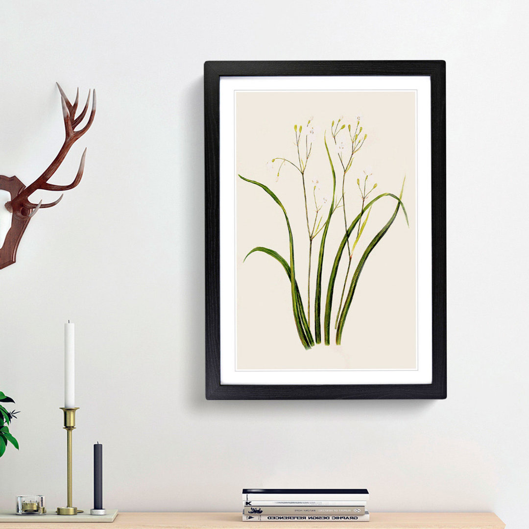 Tukautei Flowers by Sarah Featon - Framed Print