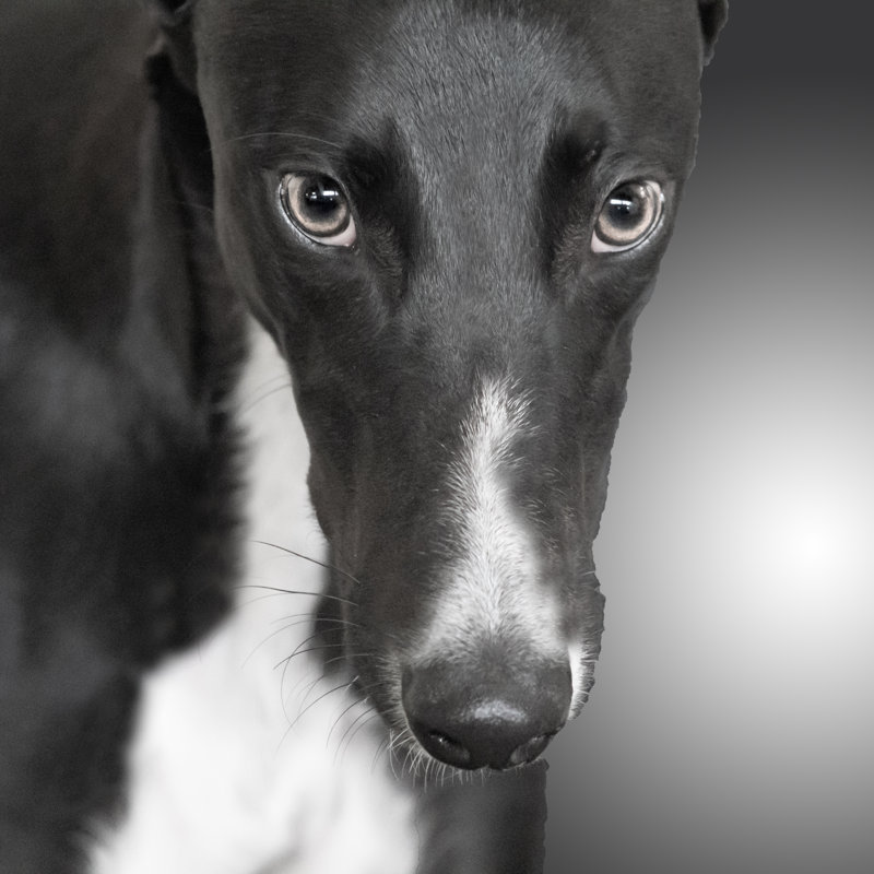 Moskell " Greyhound ", 20" H x 20" W