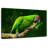 Military Macaw-107922828