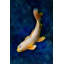 Butterfly Koi - Picture Frame Photograph on Paper -74856154-87886675