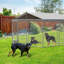 Dog House
