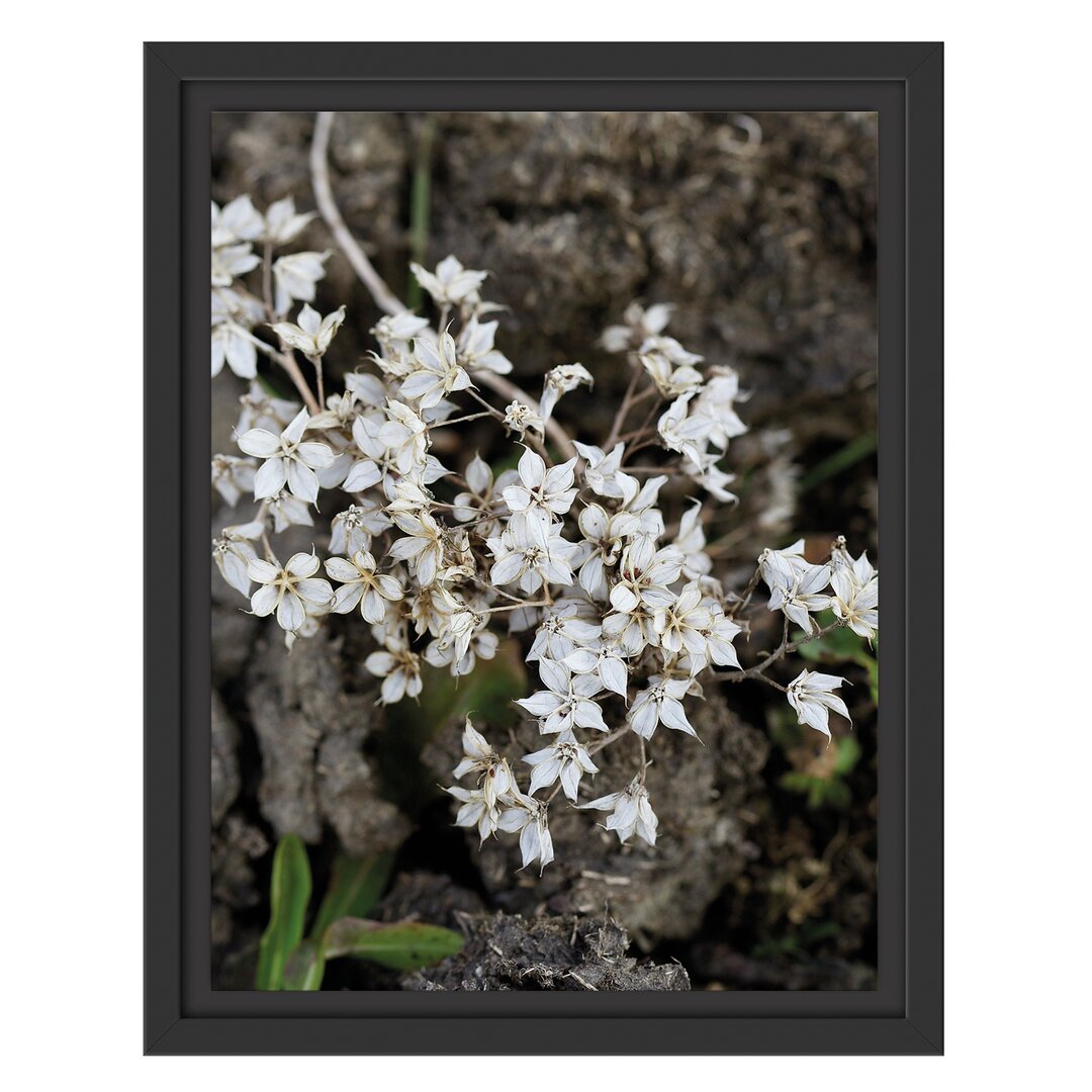 Gerahmtes Wandbild kleine weiße Sternblumen