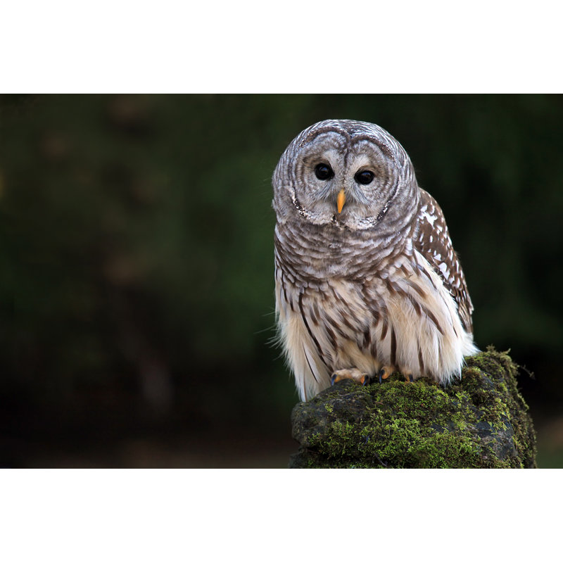 Barred Owl by Iculizard - Wrapped Canvas Print, 30.48cm H x 45.72cm W