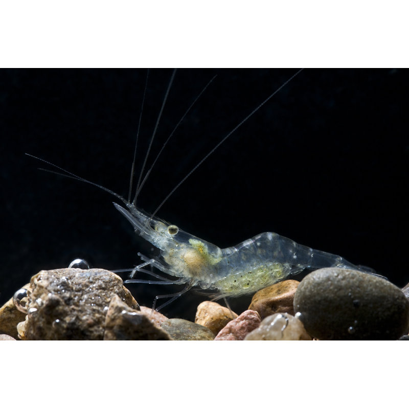 Pregnant Glass Shrimp by Stevelenzphoto - Wrapped Canvas Print, 30cm H x 46cm W