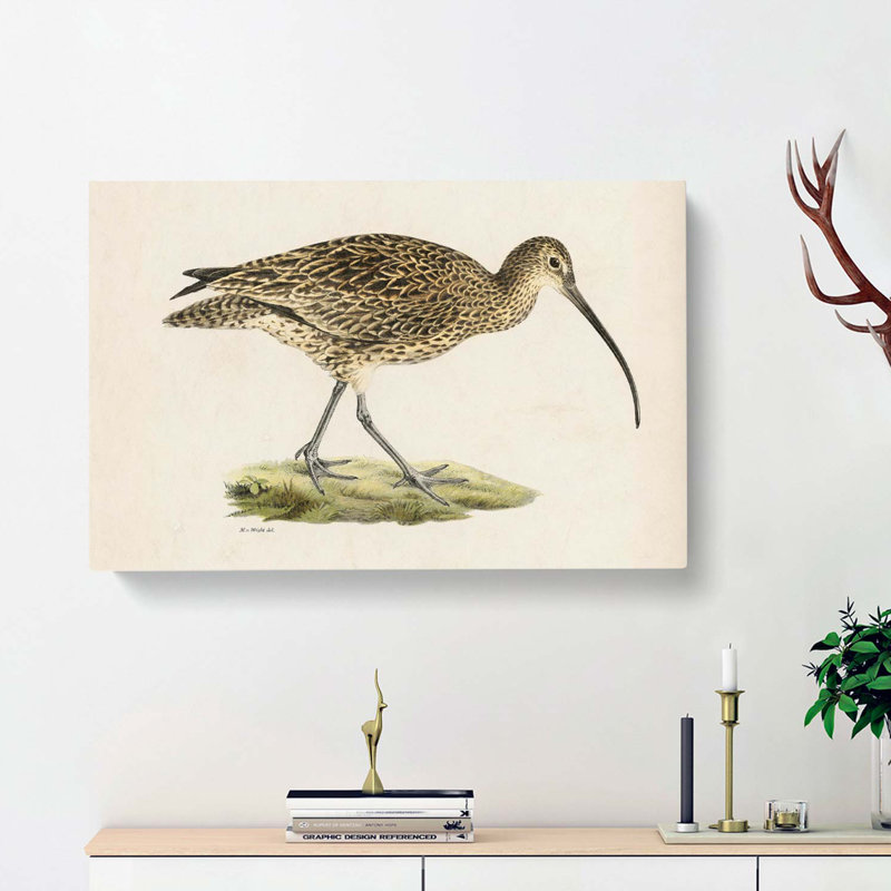 Eurasian Curlew by Von Wright - Wrapped Canvas, 35cm H x 50cm W x 3cm D