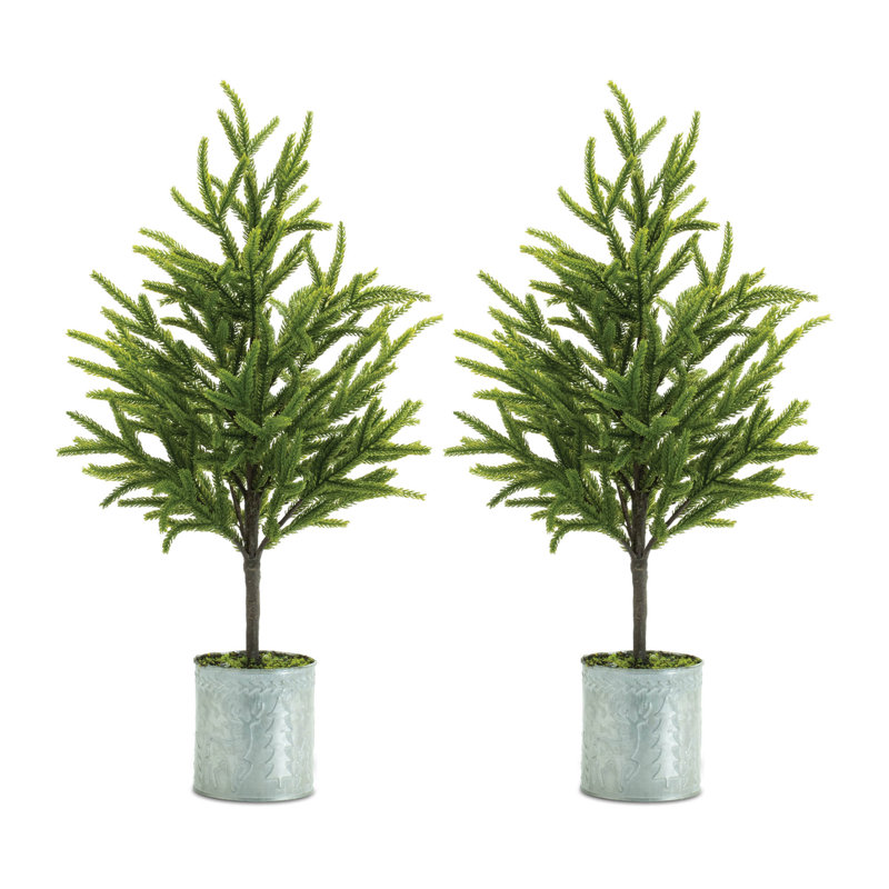 Mini pin en pot (ensemble de 2)