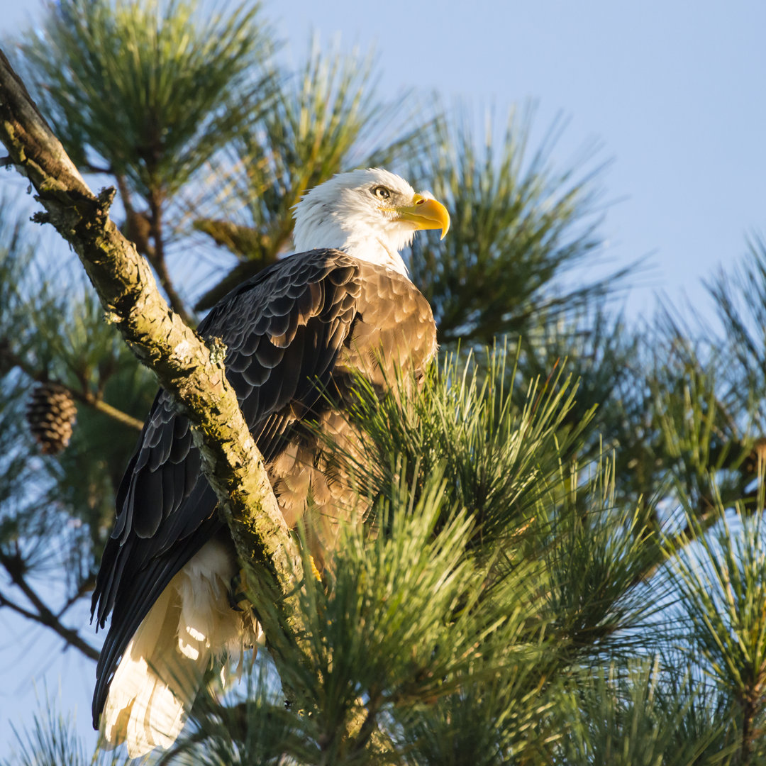 Weißkopfseeadler auf Kiefer