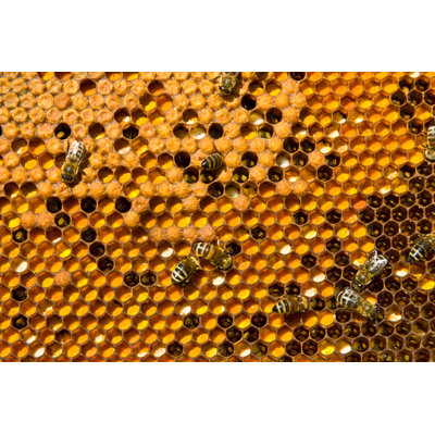 Honeycombs by Inventori - Wrapped Canvas Print