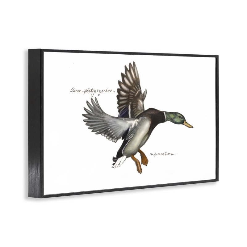 Giclée de canard colvert volant par Jadei, Giclée encadrée noir minuit, H 12 po x l 18 po