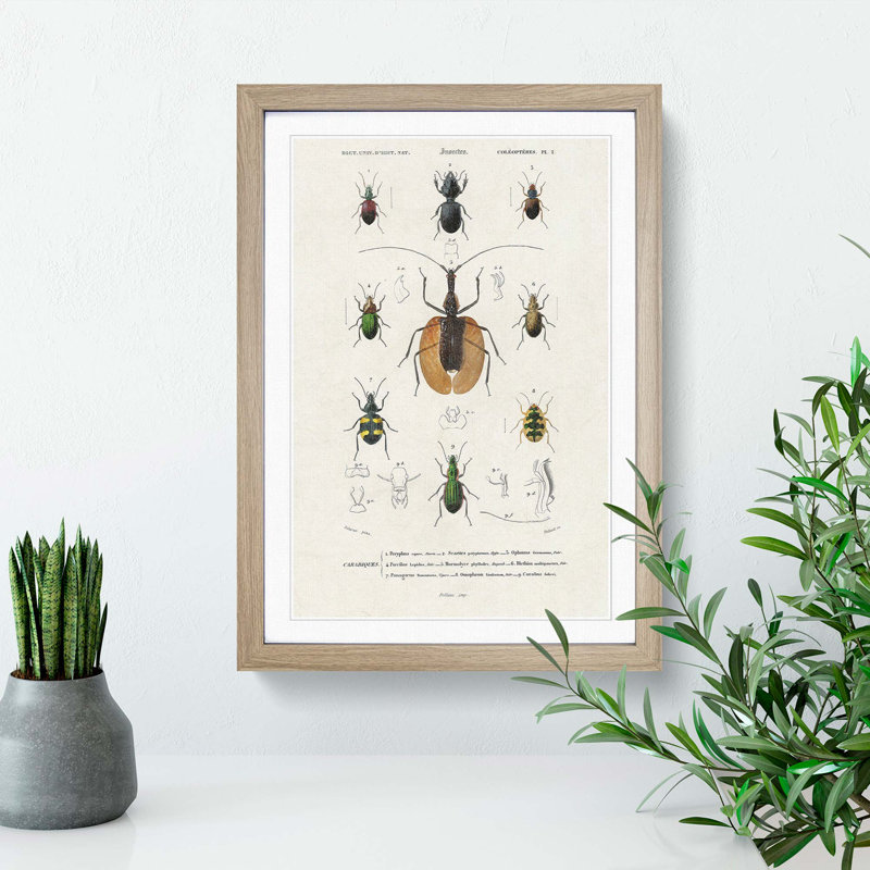 Beetle Illustrations PL.2 by Charles D'Orbigny - Single Picture Frame Print, 63cm H x 45cm W x 2cm D, Oak Framed