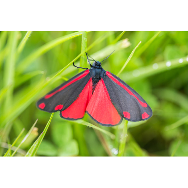 Aldrige Black Cinnabar - Wrapped Canvas Print, 20cm H x 30cm W x 3.8cm D