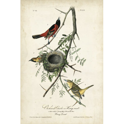 Orchard Orioles by John Audubon - Painting