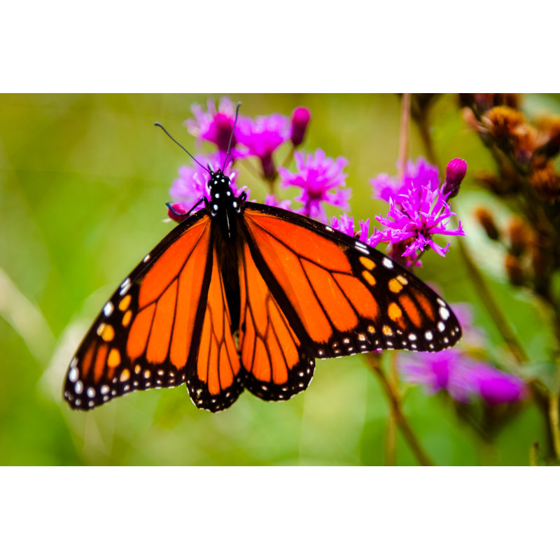 «Youngtown Monarch Butterfly» par Jack R Perry - photographie sur toile tendue, H 12 po x l 18 po