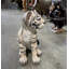 Statue de tigre de Sibérie assis