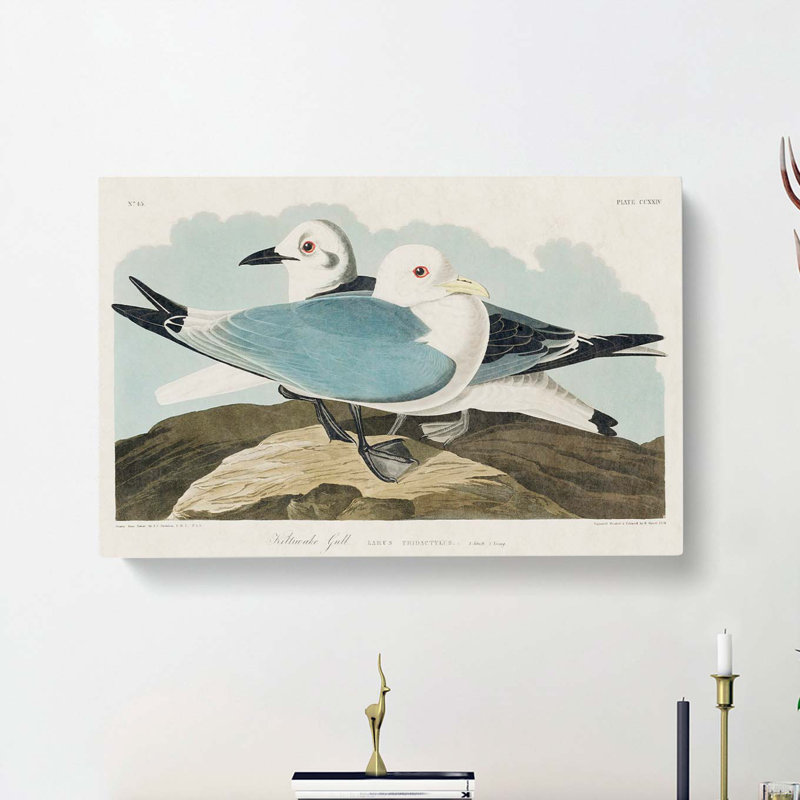 Two Kittiwake Gulls by John James Audubon - Wrapped Canvas, 50cm H x 76cm W x 3cm D