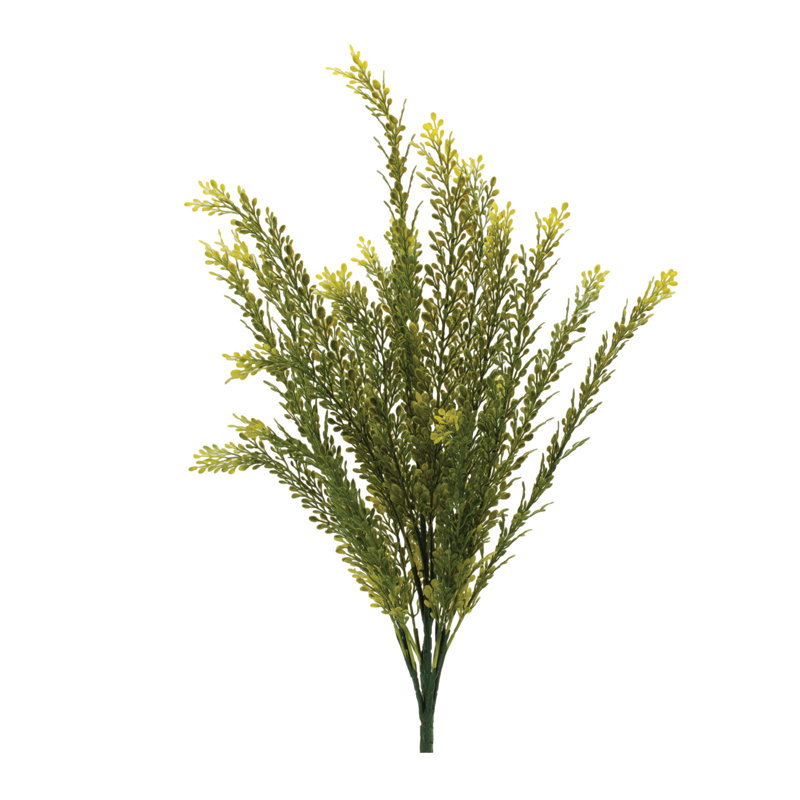 «Baby Tears Foliage Bush»