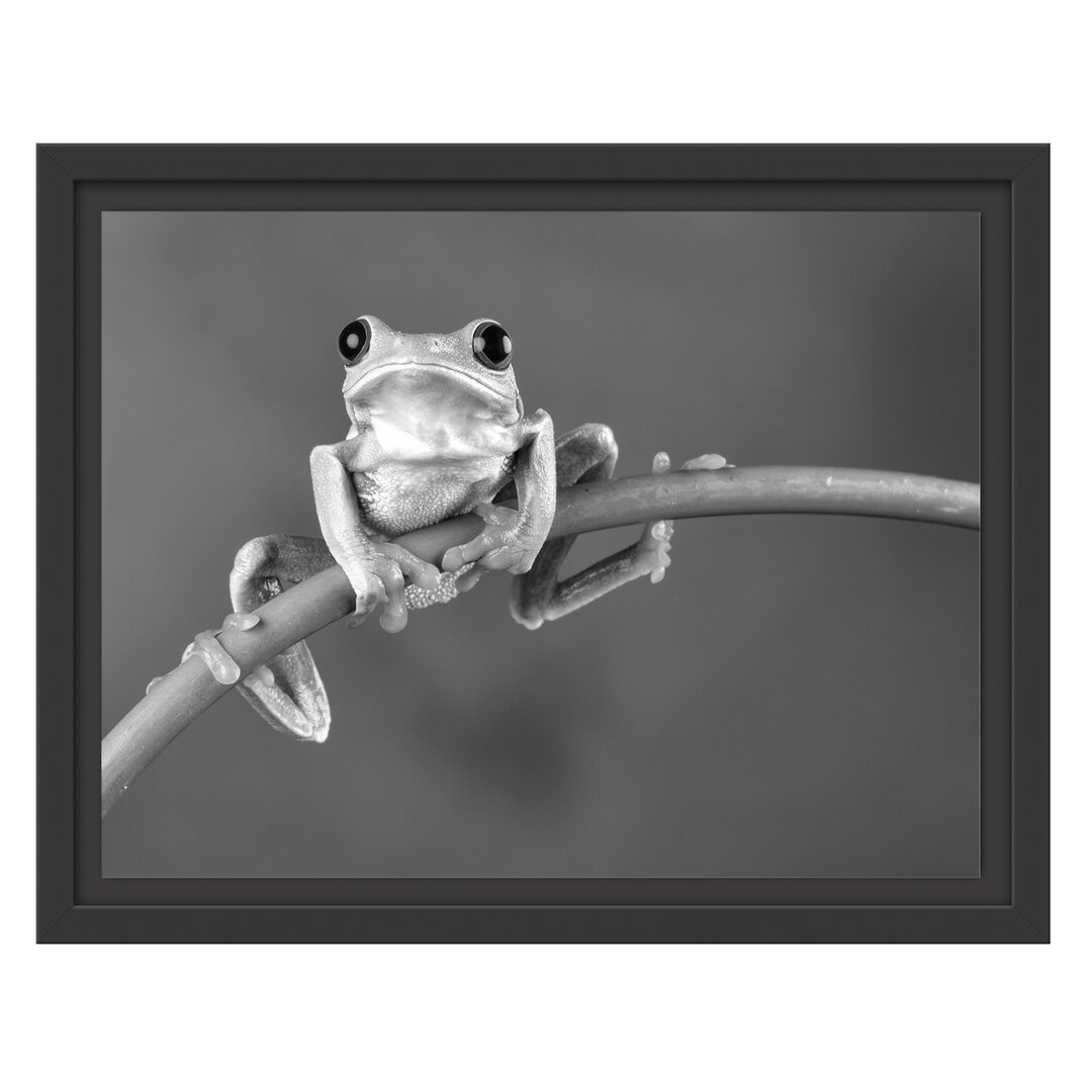 Gerahmtes Wandbild Baum-Frosch auf Bambus Kunst B&W