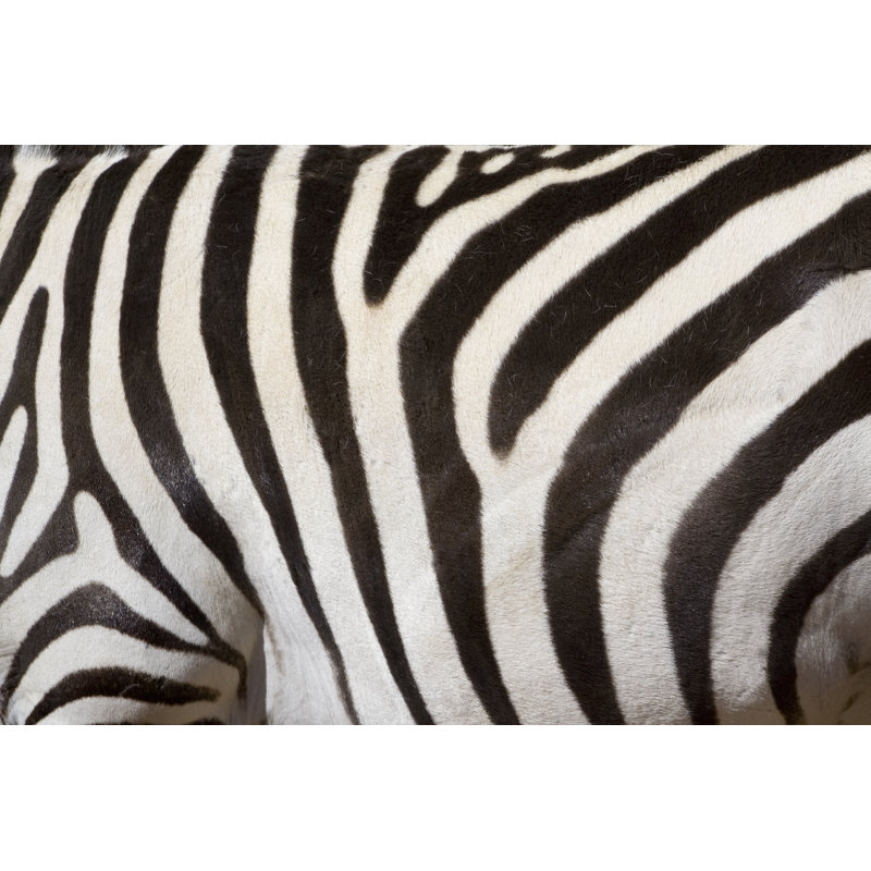 Zebra Stripes by Yinyang, 32" H x 48" W
