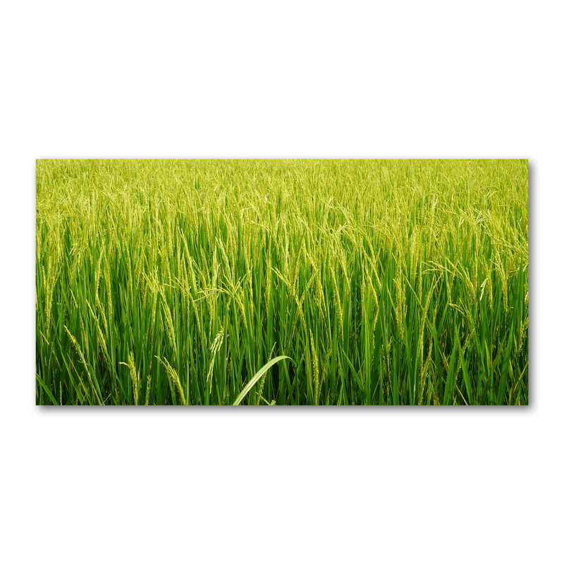 Rice Field - Wrapped Canvas Print, Canvas, 70cm H x 140cm W
