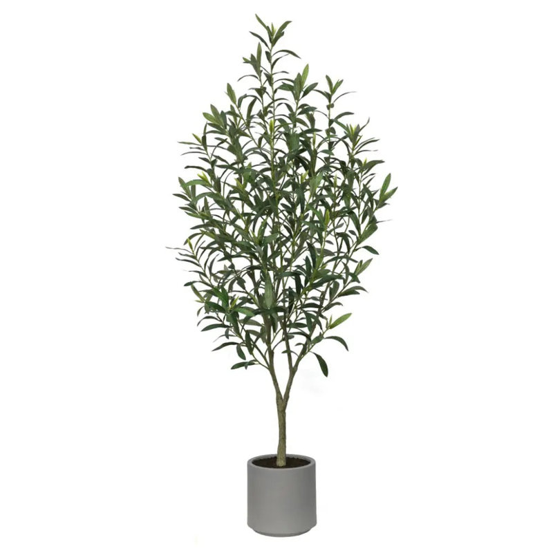 Olive sans fruit 4 'en pot