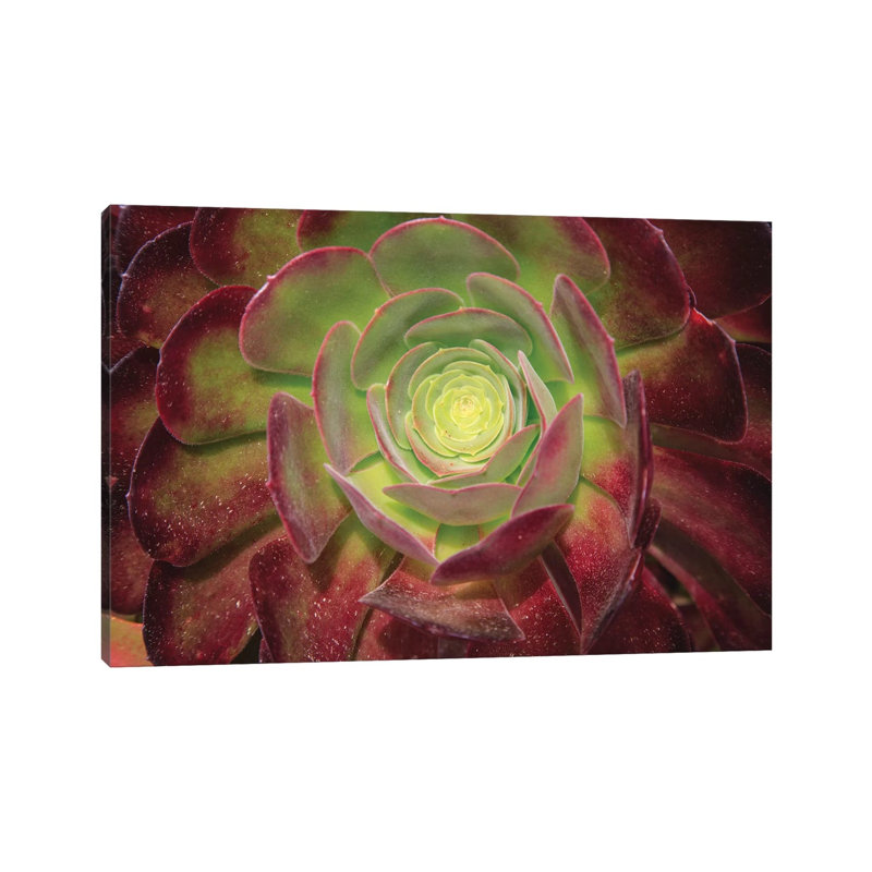 Succulent Named Prairie Sunset Or Houseleeks by Mallorie Ostrowitz - Wrapped Canvas Print