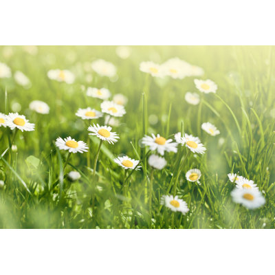Photographie de marguerite sur toile par Duchesseart