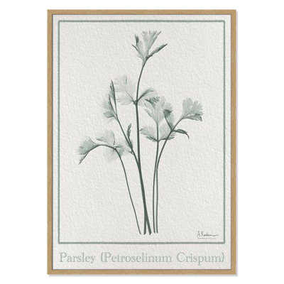 Jeanette "Parsley II" Print by Albert Koetsier