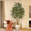 Arbre à ficus artificiel Adcock 8 pi avec pot à fleurs blanc 18 po