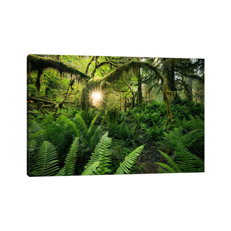 Elk's Gateway, Hoh Rainforest 1 Piece Wrapped Canvas Wall Art, 101.6 cm H x 66.04 cm W x 1.91 cm D