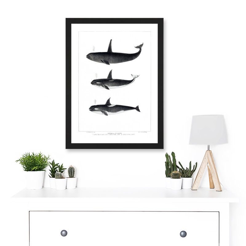 Orca Killer Whales Nature Ocean Sea Life Artwork Framed A3 Wall Art Print