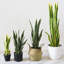 Plante artificielle serpent, plante faux serpent, petites plantes tropicales, vert, 50 cm