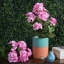 18" Artificial Geranium Bush-20583807