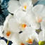 Simulations de décorations florales pour le salon