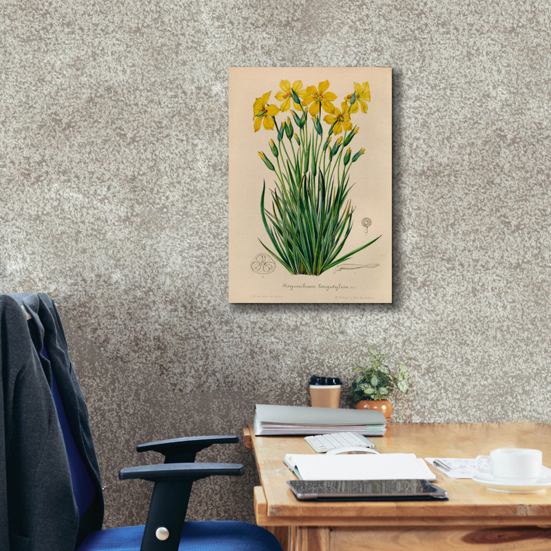 Toile épique «Sisyrinchium longistile» par Art Licensing Studio, 18 po x 26 po