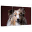 Adorable Sheltie-2028099503