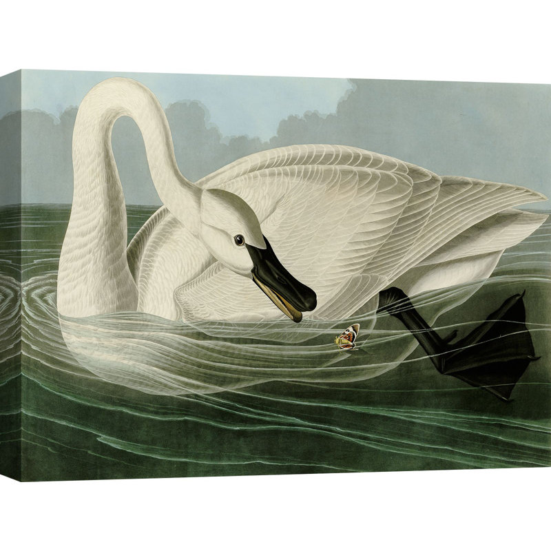 Trumpeter Swan by John Audubon - Wrapped Canvas Painting, 60cm H x 80cm W x 4cm D