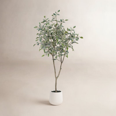 Adagio Ficus Tree in Pot