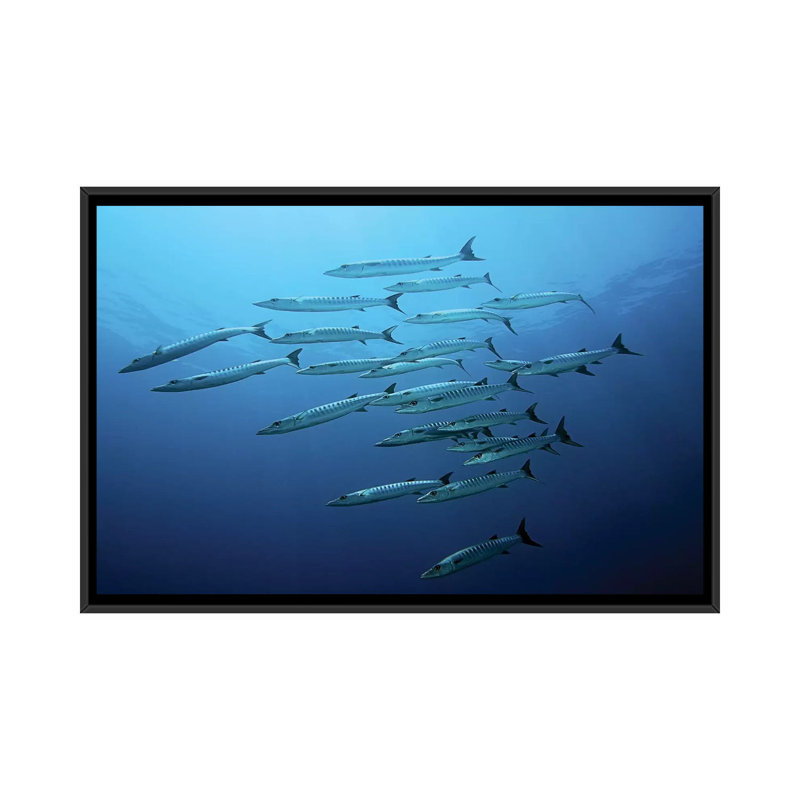 " Barracudas " by Henry Jager, 18" H x 26" W x 1.5" D, Black Framed Canvas, No Mat