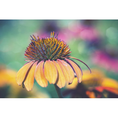 Mellow Yellows I - Wrapped Canvas Print