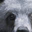 Animal Portrait III a, toile texturée embellie à la main-92376244