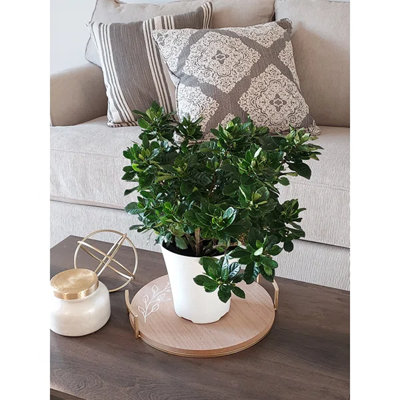 Cagle Primrue Gardenia Live Plant