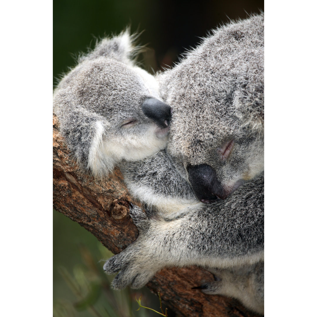 Koala und Kleinkind von Jeremy Edwards - Drucken