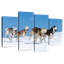 Chiens de traîneau Husky-108847570