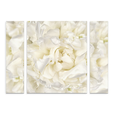 " White Peony Flower " by Cora Niele 3 Piece Art Color Photography Print