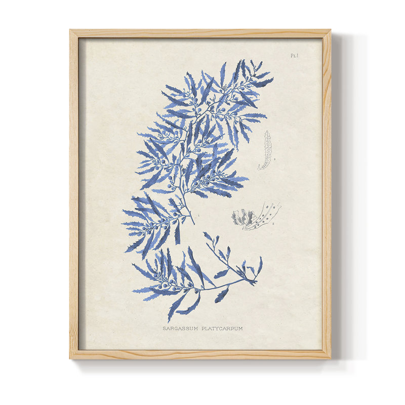 «Blue Marine Algae III», H 11 po x l 9 po