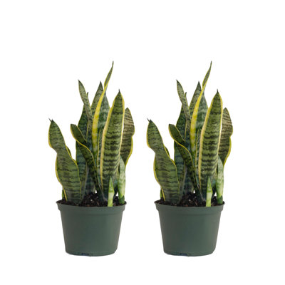 United Nursery Live Snake Plant (Sansevieria) Plant in Nursery Pot 2 pack